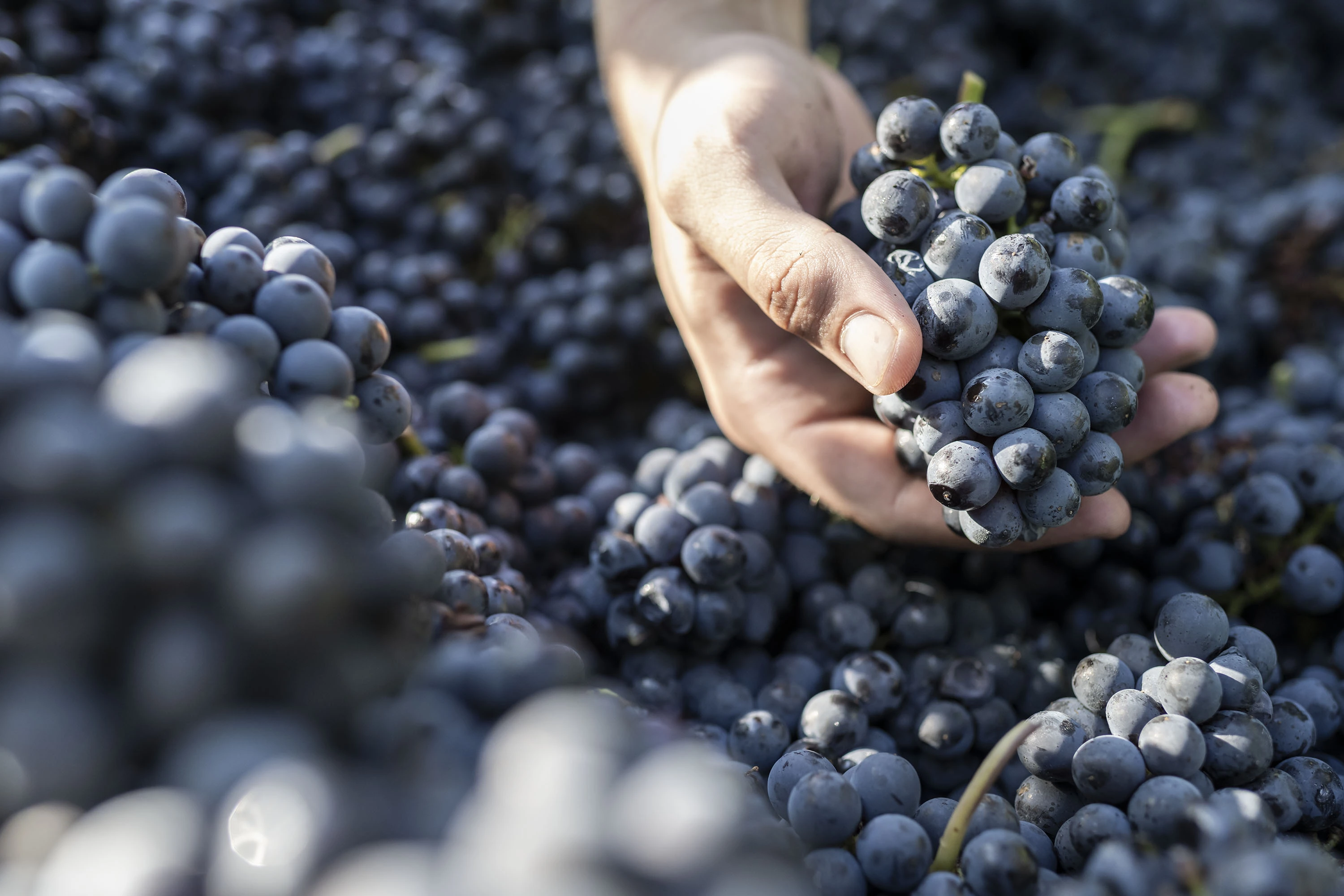 Laub fällt. Wein flüstert.